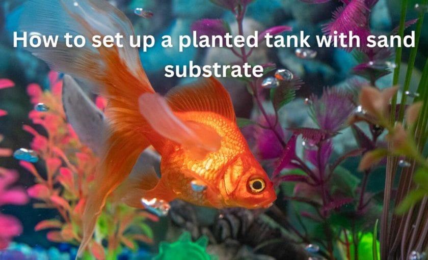 How to set up a planted tank with sand substrate