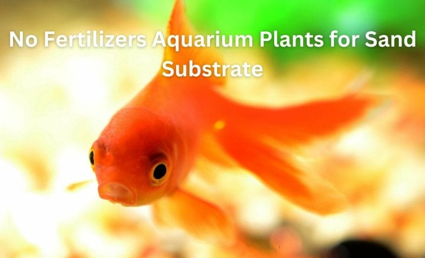 No Fertilizers Aquarium Plants for Sand Substrate