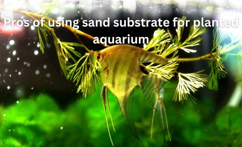 Pros of using sand substrate for planted aquarium