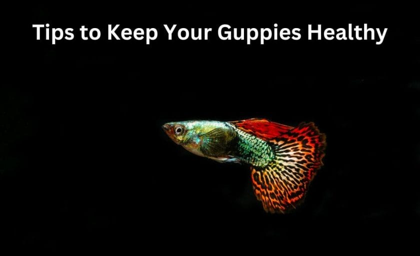 Tips to Keep Your Guppies Healthy