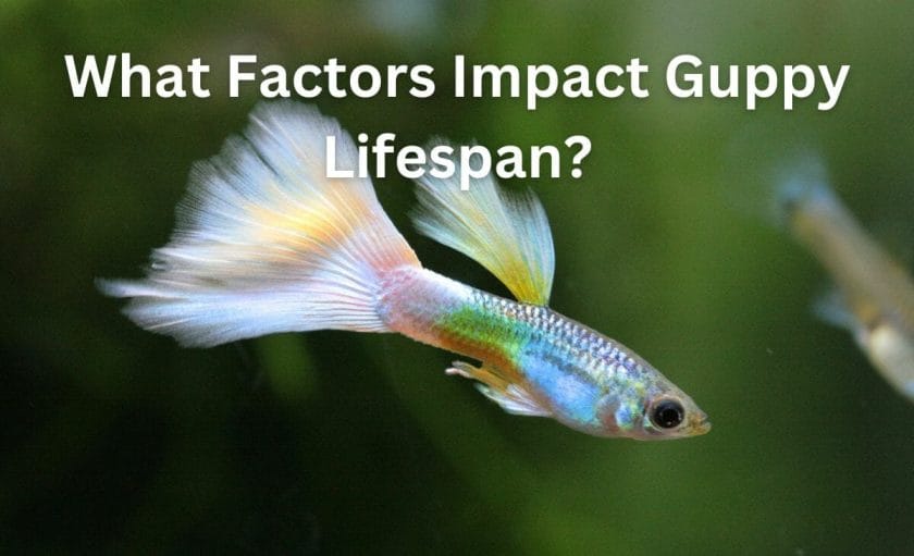 What Factors Impact Guppy Lifespan?