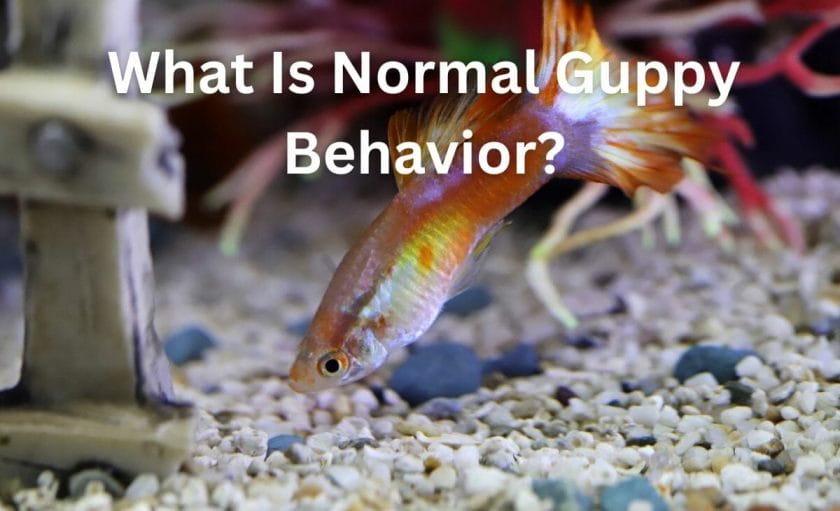 What Is Normal Guppy Behavior image