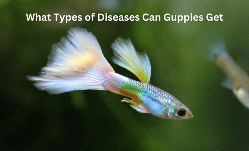 What Types of Diseases Can Guppies Get?