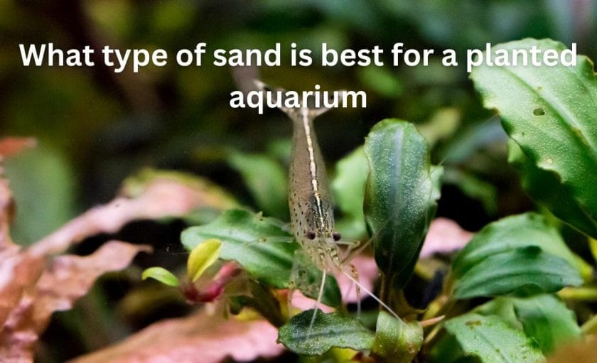 What type of sand is best for a planted aquarium