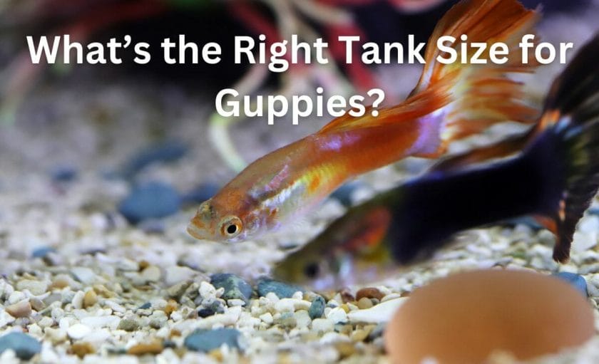 What’s the Right Tank Size for Guppies?