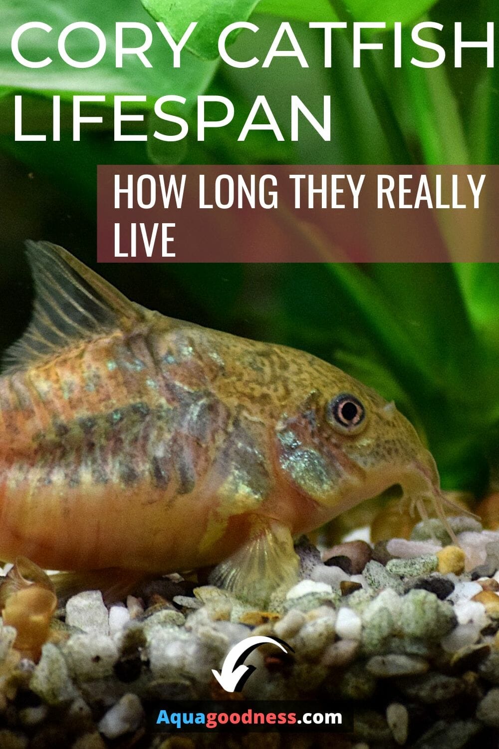 Cory Catfish Lifespan (How Long They Really Live) Aqua Goodness