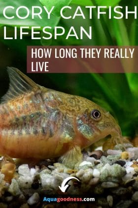 Cory Catfish Lifespan (How Long They Really Live) image