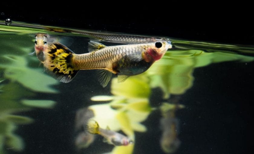 Cobra Guppies