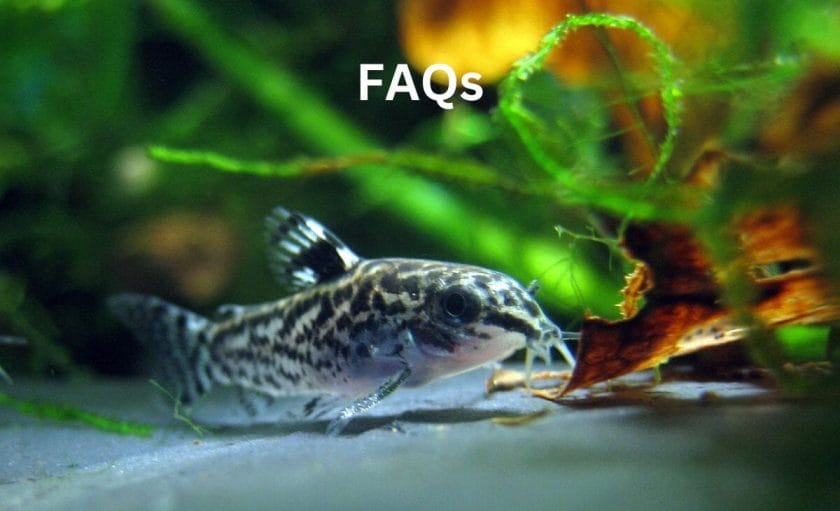 Cory Catfish Lifespan faq