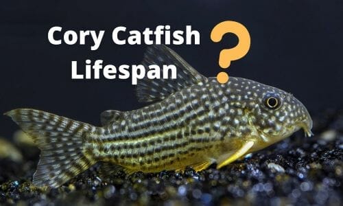 Cory Catfish Lifespan featured image