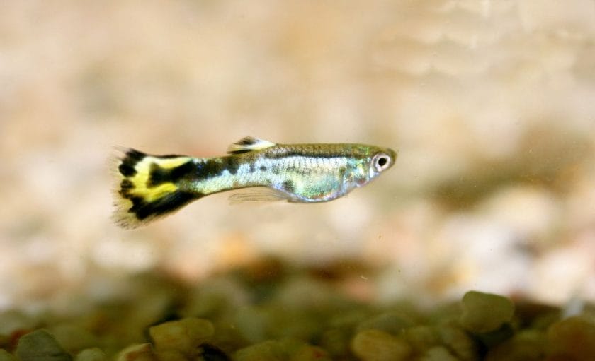 Flagtail Guppies