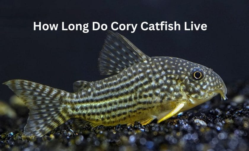 How Long Do Cory Catfish Live image