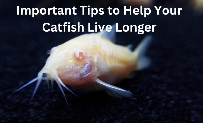 Important Tips to Help Your Catfish Live Longer