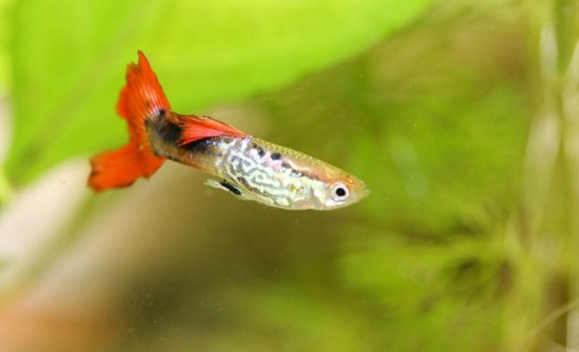 Micropoecilia Picta (Swamp Guppies)