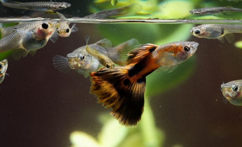 Poecilia Reticulata (Common Guppy)