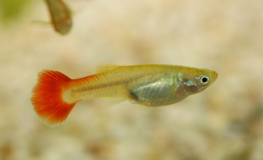 Roundtail Guppies