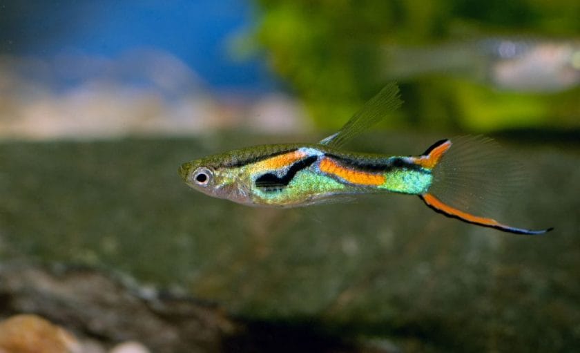 Swordtail Guppies