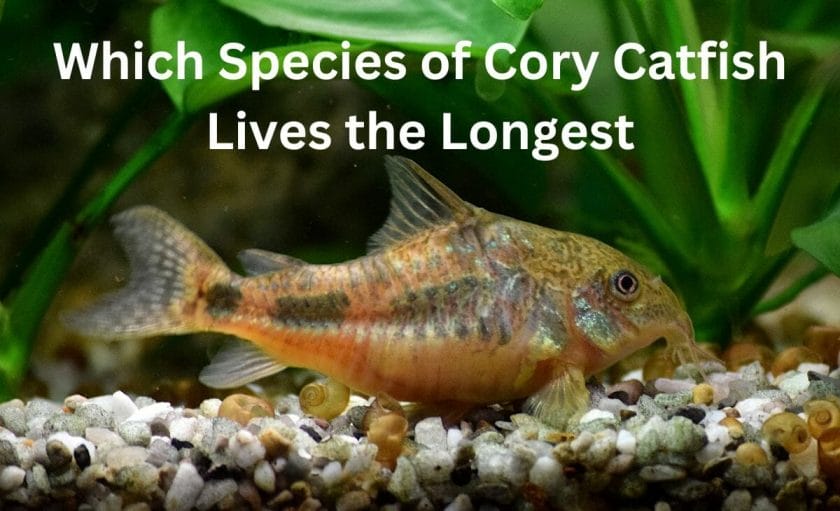 Which Species of Cory Catfish Lives the Longest?