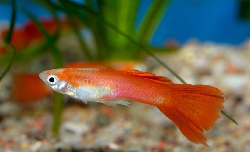 Red Guppies