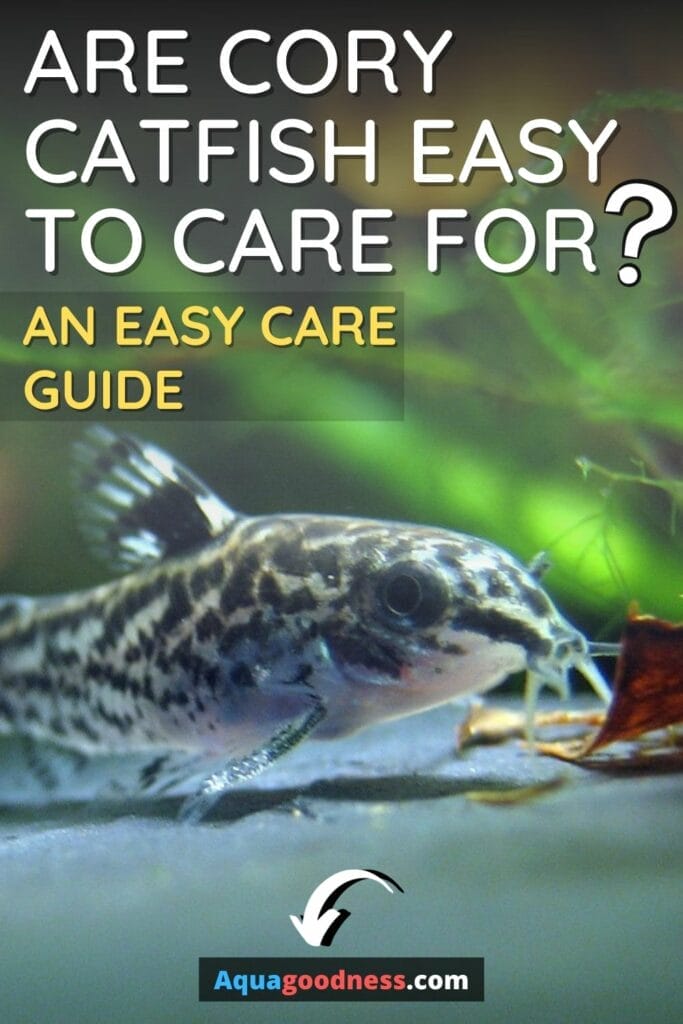 Are Cory Catfish Easy to Care For? (An Easy Care Guide) image