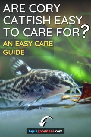 Are Cory Catfish Easy to Care For? (An Easy Care Guide) image