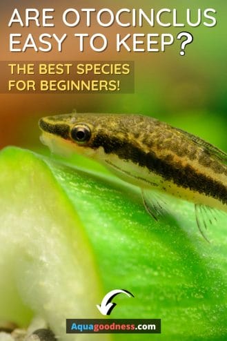 Are Otocinclus Easy to Keep? (A Comprehensive Guide) image