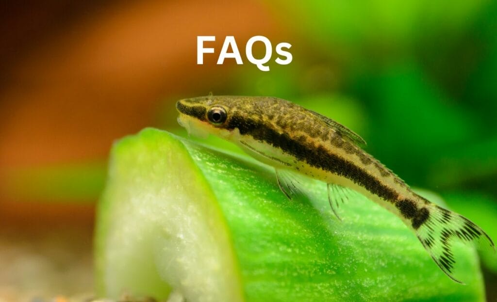 How to Care for Your Otocinclus