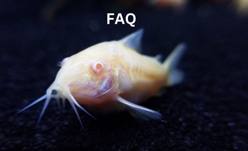 Are Cory Catfish Easy to Care For? (An Easy Care Guide) image
