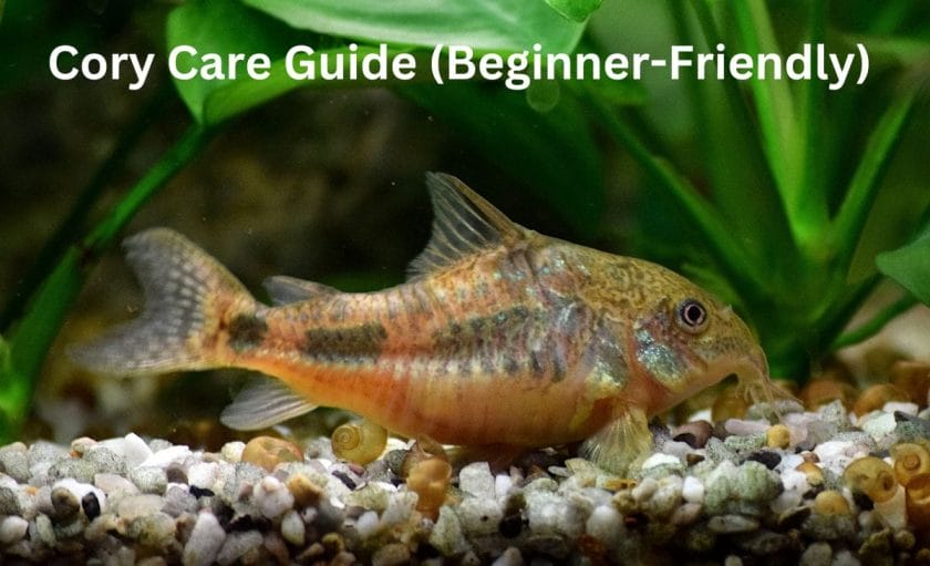 Cory Care Guide (Beginner-Friendly)  image