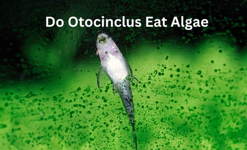 Do Otocinclus Eat Algae? image