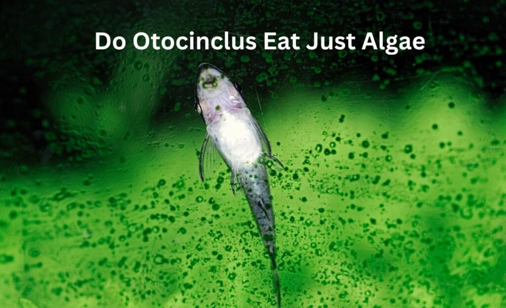 Do Otocinclus Eat Just Algae? image