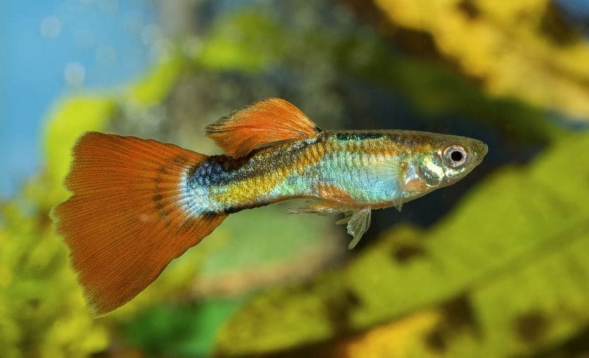 Dragon Head Guppies