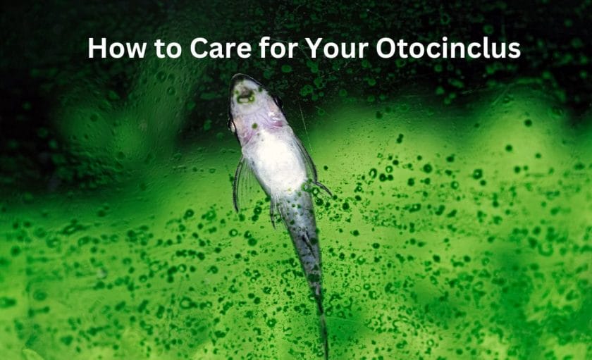 How to Care for Your Otocinclus