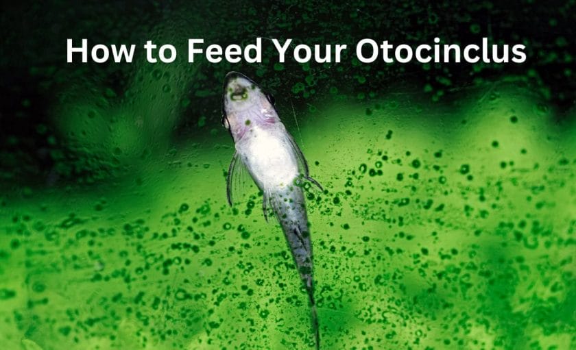 How to Feed Your Otocinclus image