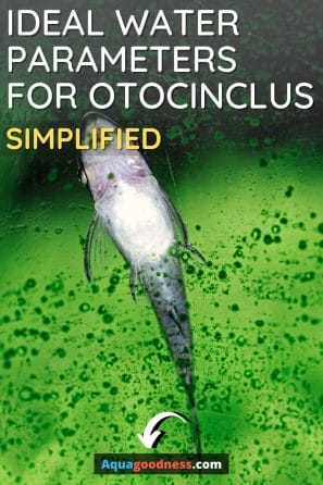 Ideal Water Parameters for Otocinclus (Simplified) image