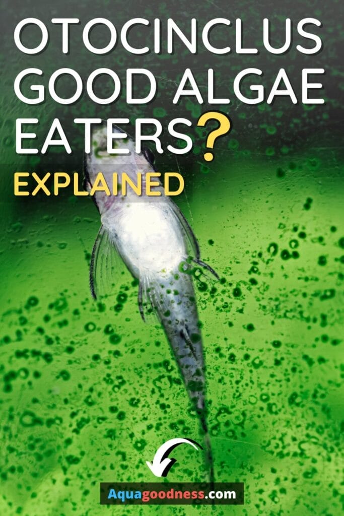 Are Otocinclus Good Algae Eaters? (Explained) image