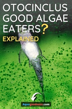Are Otocinclus Good Algae Eaters? (Explained) image
