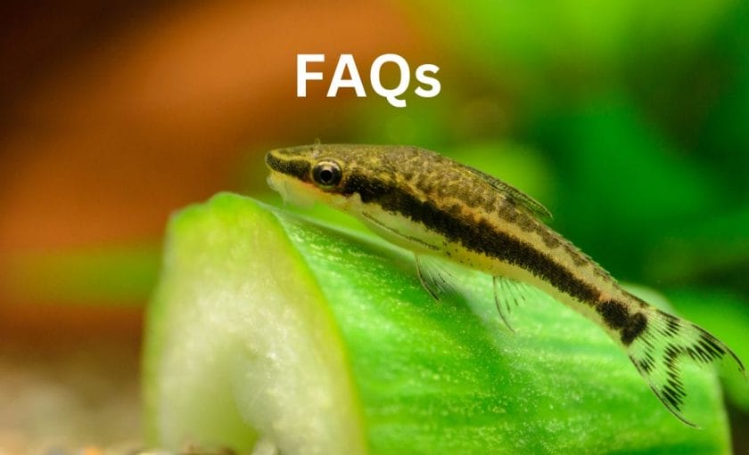 Are Otocinclus Good Algae Eaters? image