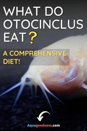 What Do Otocinclus Eat (A Comprehensive Diet!)