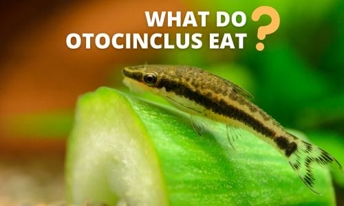 WHAT DO OTOCINCLUS EAT featured image