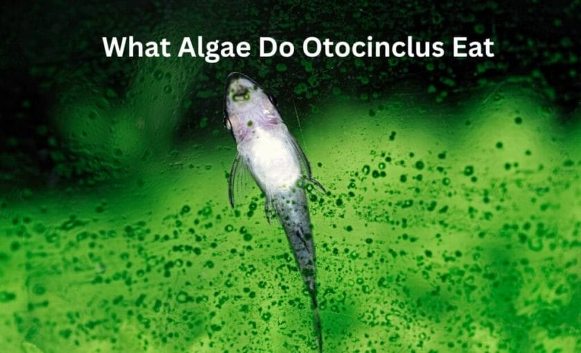 What Algae Do Otocinclus Eat? image