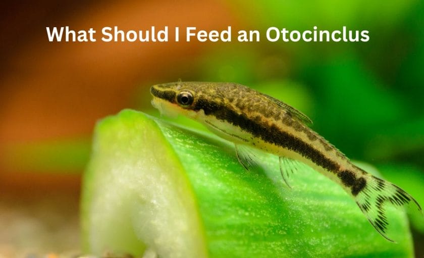 What Should I Feed an Otocinclus? image