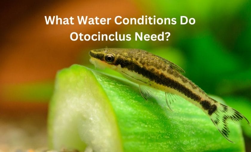 What Water Conditions Do Otocinclus Need? image