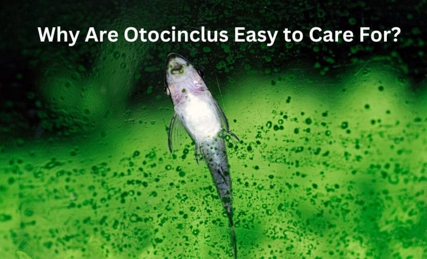 Why Are Otocinclus Easy to Care For? image