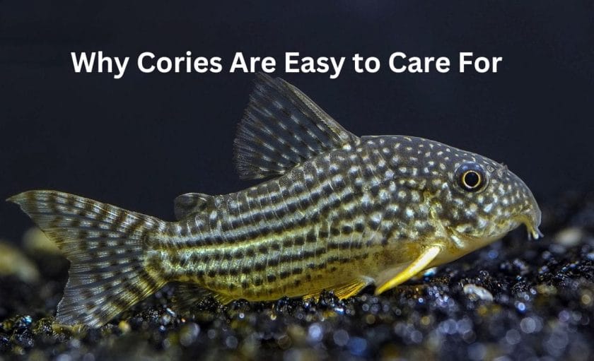 Why Cories Are Easy to Care For image