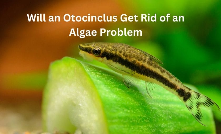 Will an Otocinclus Get Rid of an Algae Problem? image
